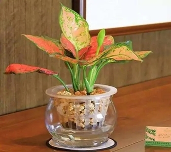 鄞州花卉租摆 鄞州花卉租摆